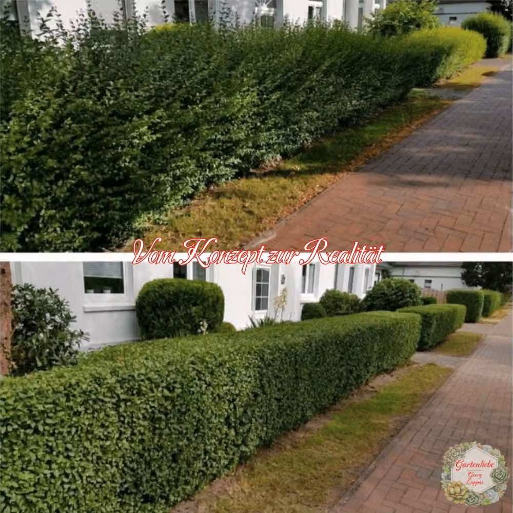 Gepflegte Hecke entlang eines Gehwegs